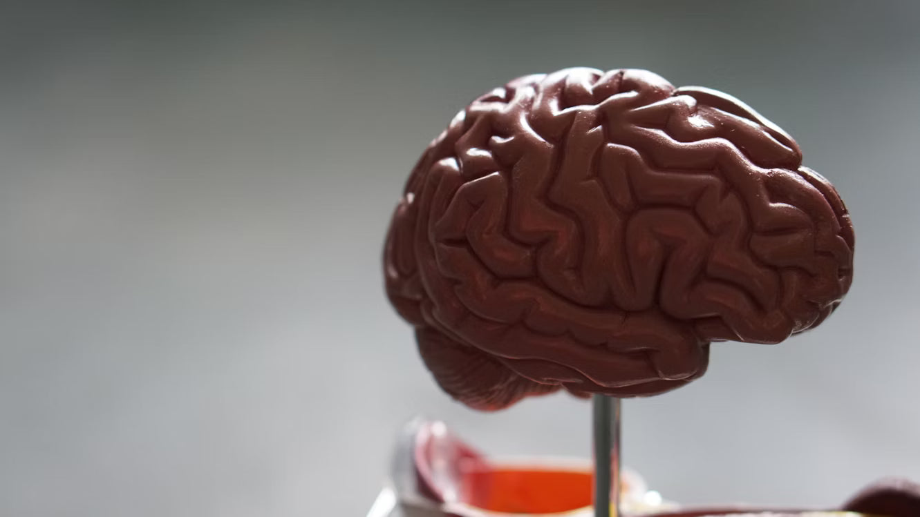 Creatine and Cognition: How It Affects Brain Function